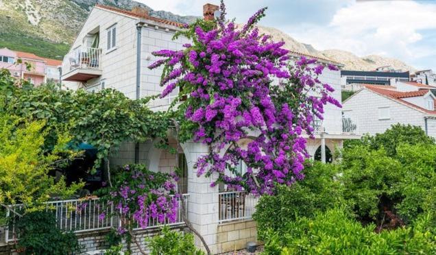 Apartments Husanovic Mokošica Rum bild
